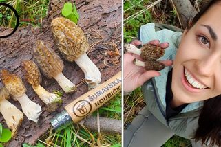 Jarní sběr smržů přinesl své první kousky. Pokochejte se houbařskými úspěchy | Šumavská houbička v lese